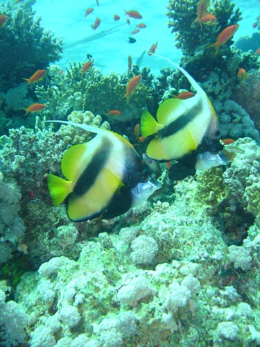 angel fish 2.jpg